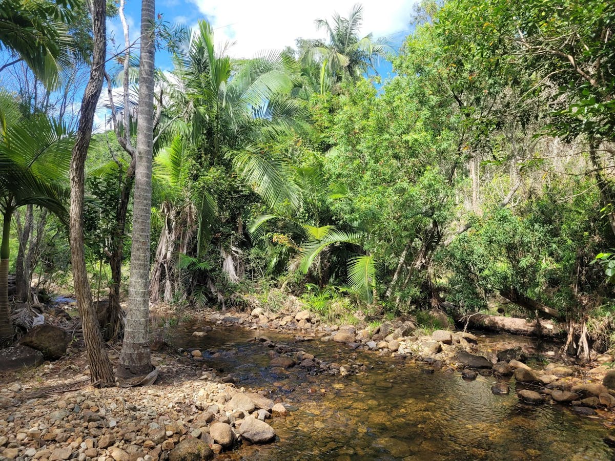 Shallow creek with rocky bottom and banks. Green palms and other trees line the banks.