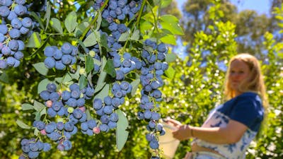 Girl picking berries at Clyde River Berry Farm