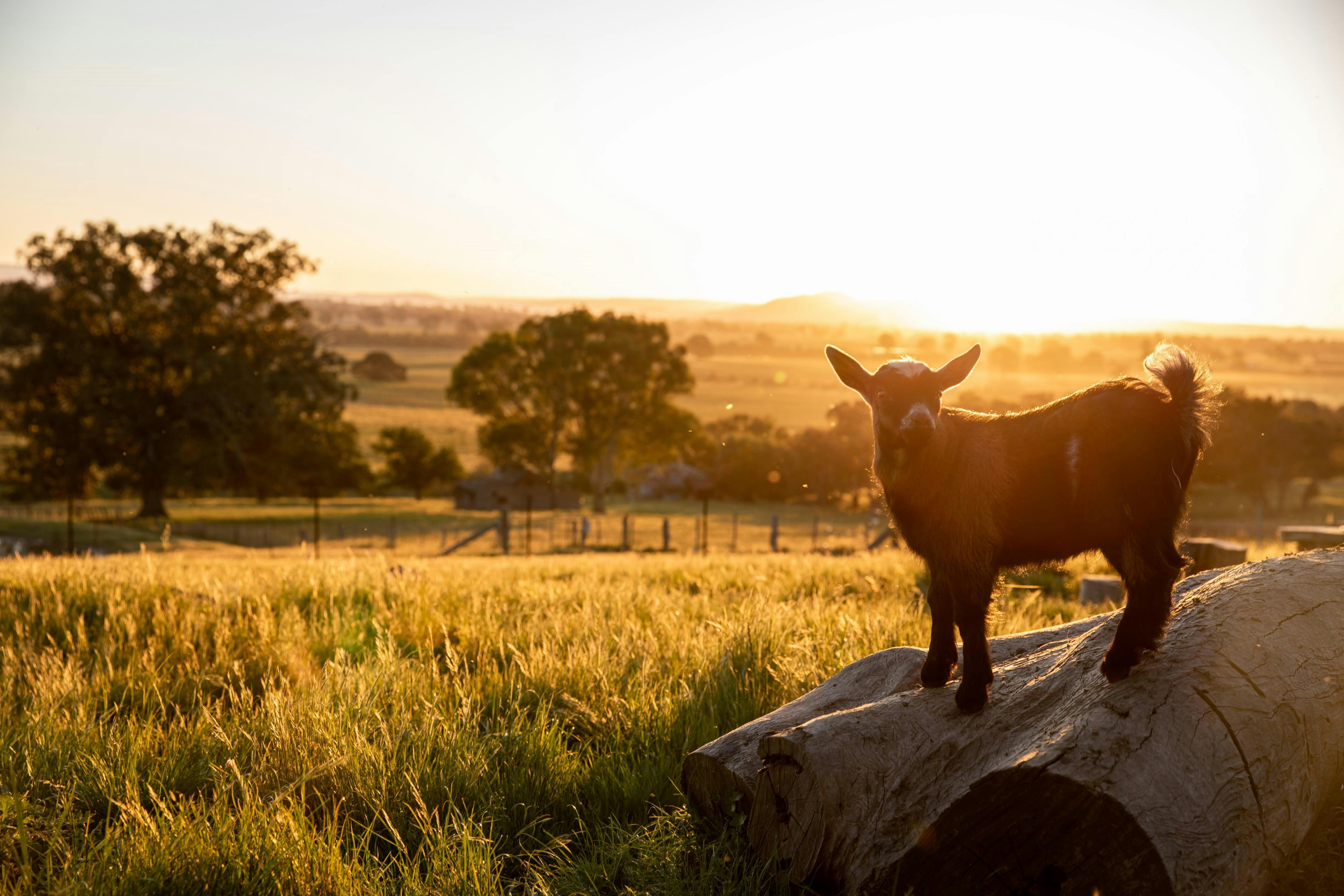 BullerRoo pygmy goats