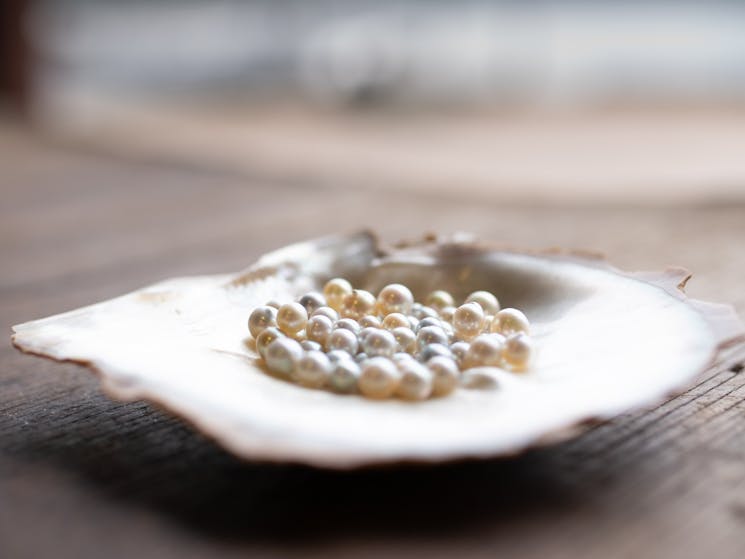 Close up of Akoya pearls on Maxima shell on oyster tables on