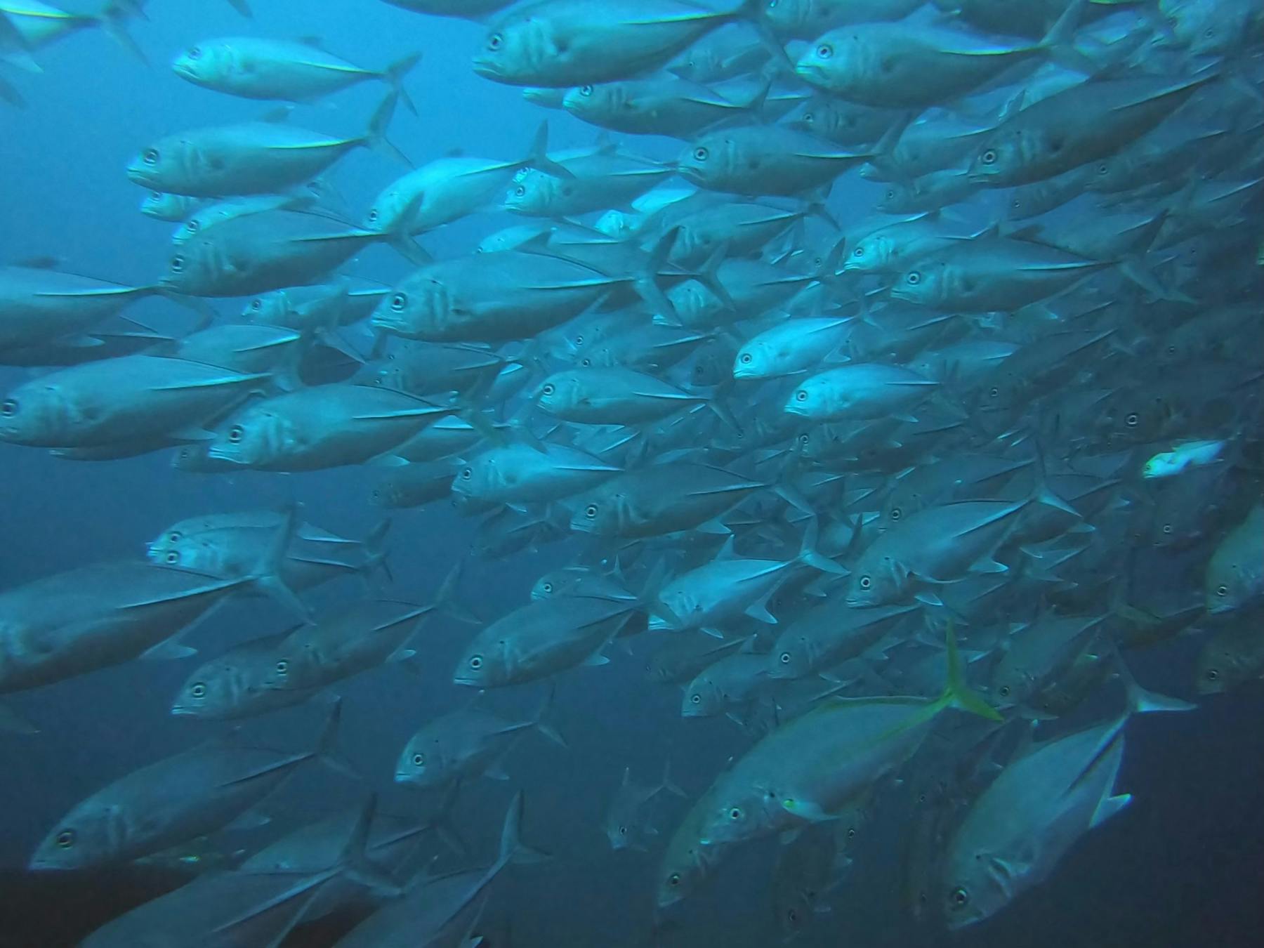 schools of pelagic fish