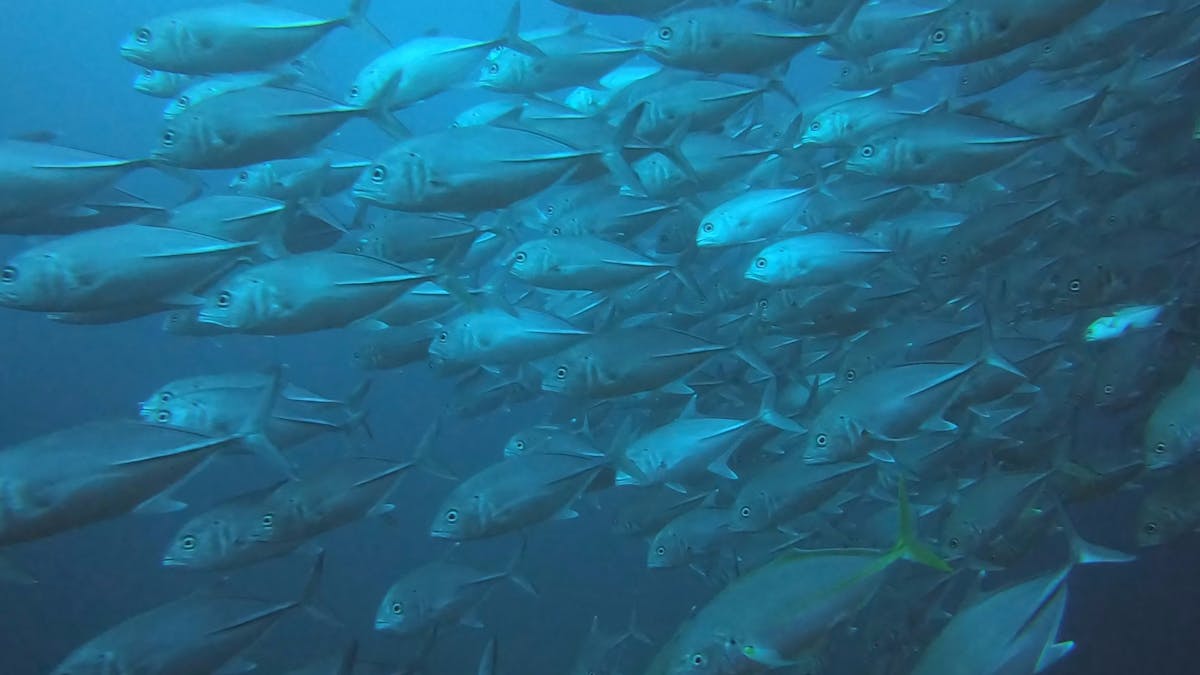 schools of pelagic fish