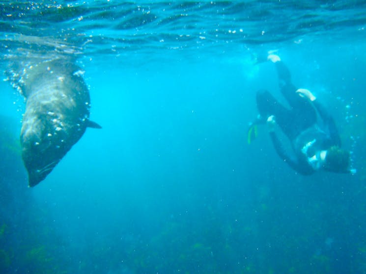 seal snorkellor