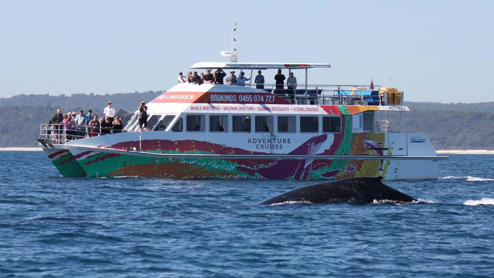 whale watch boat and whale