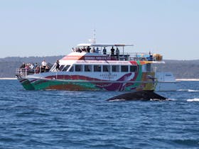 whale watch boat and whale