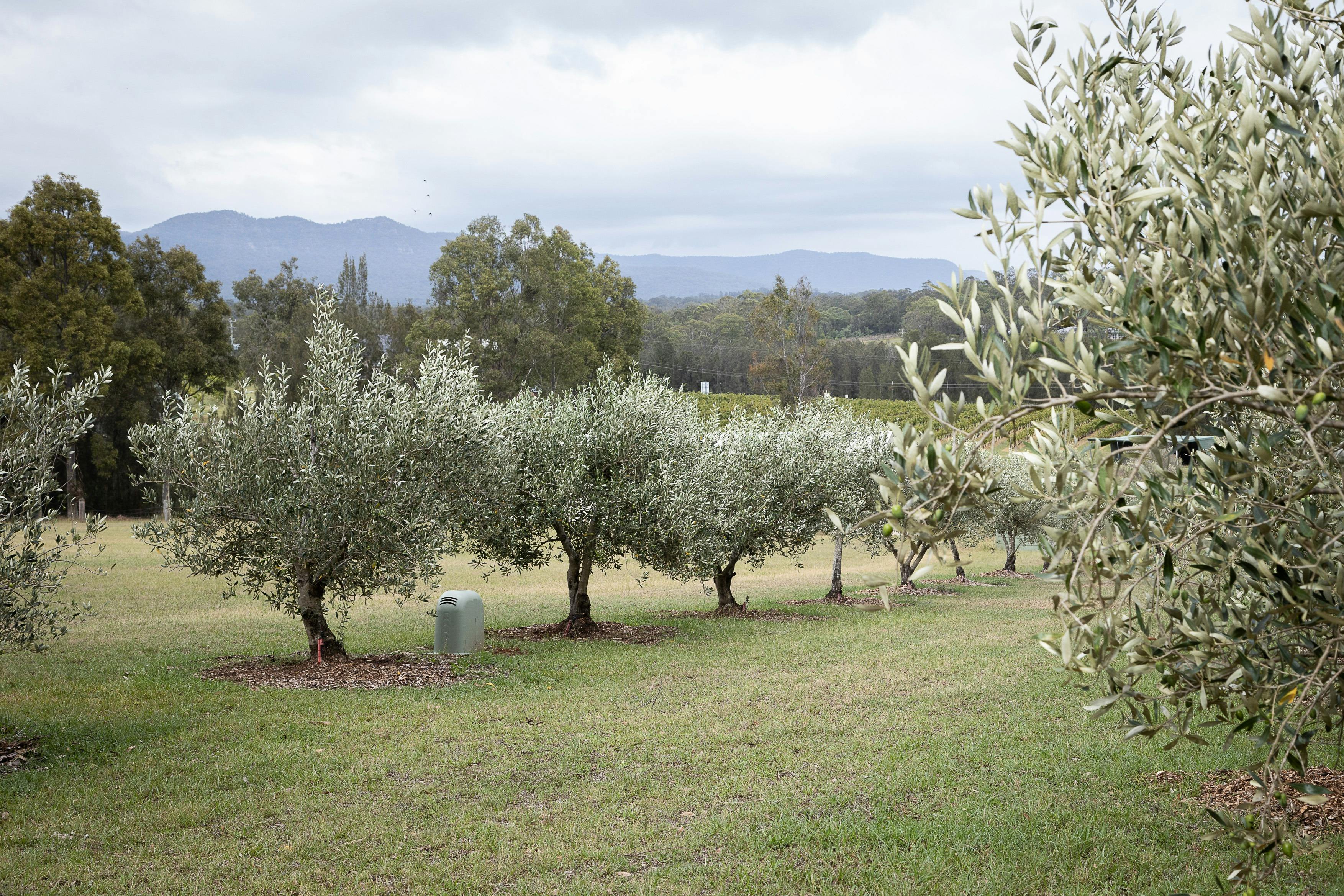 Hunter Valley accommodation Olives at Hunter Gleann