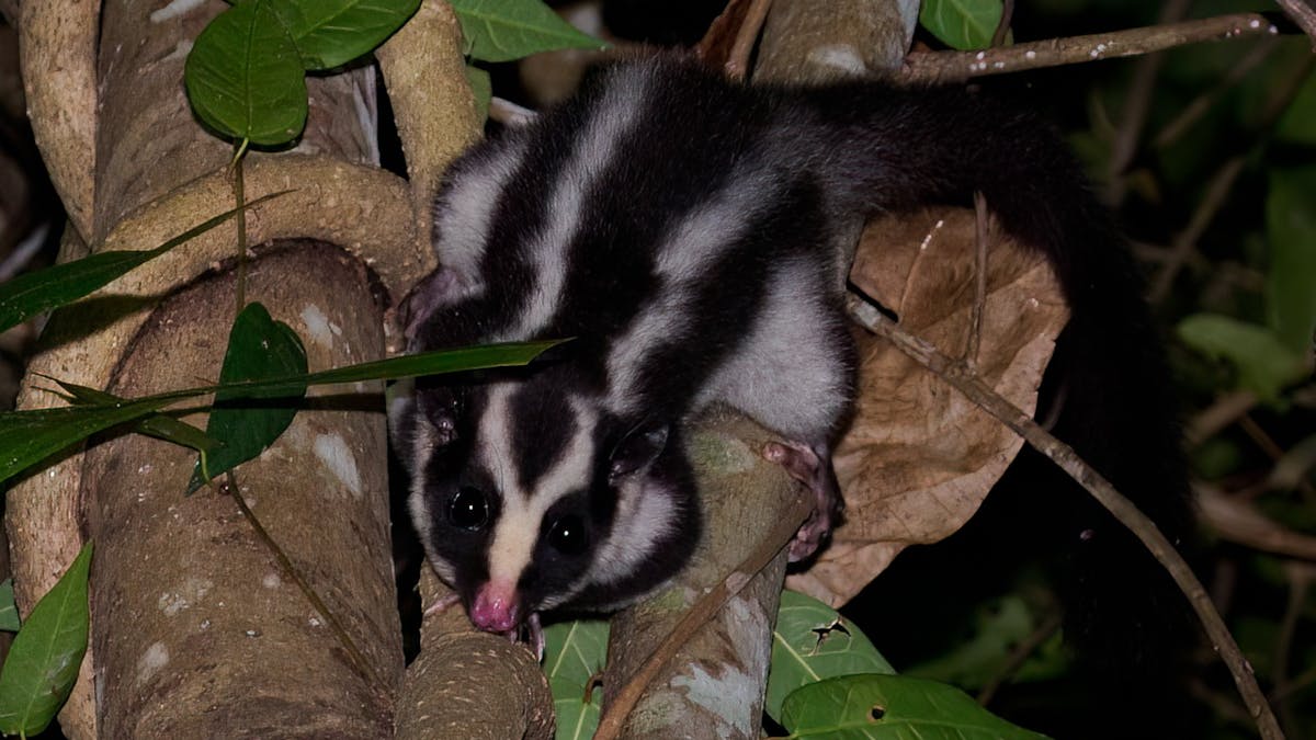 Striped Possum on a tree trunk