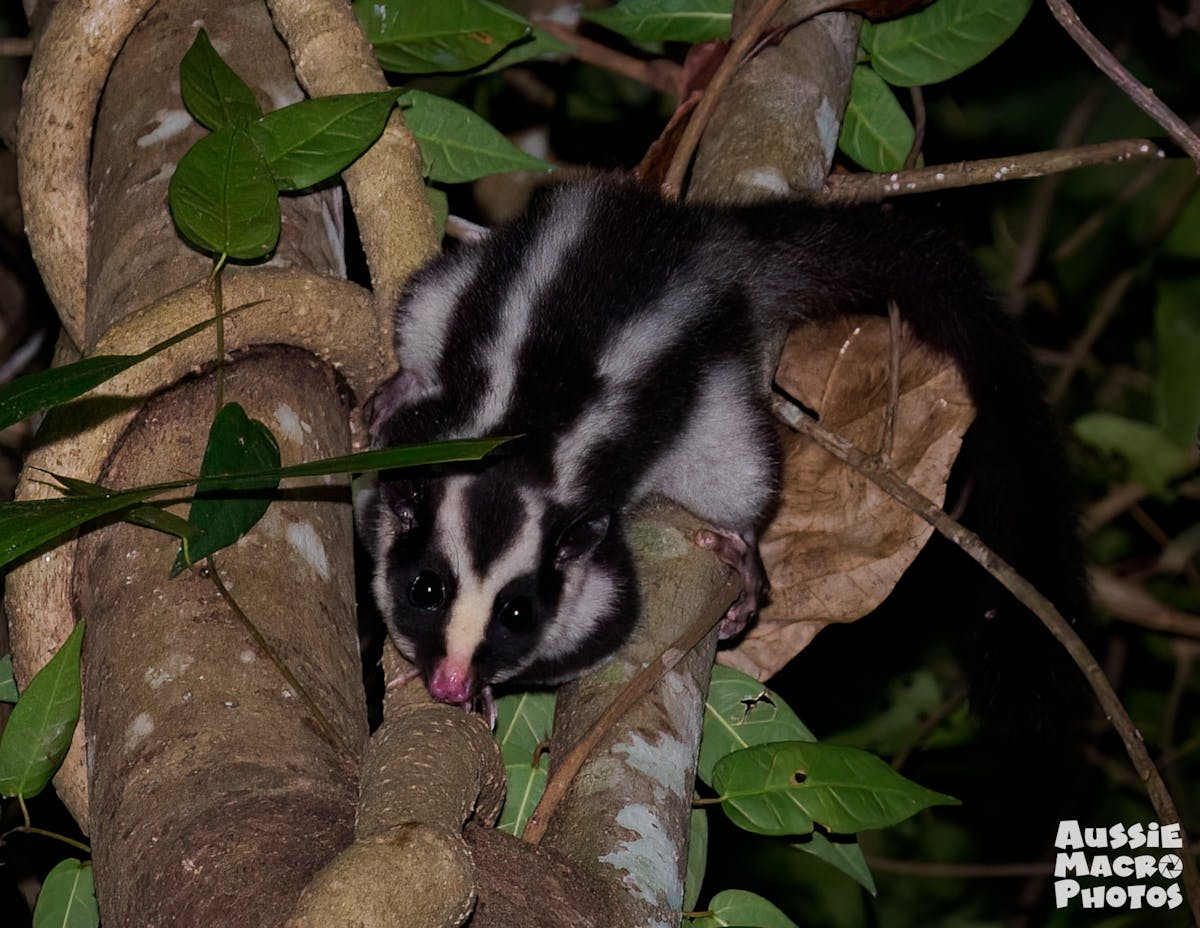 Striped Possum on a tree trunk