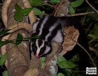 Striped Possum on a tree trunk