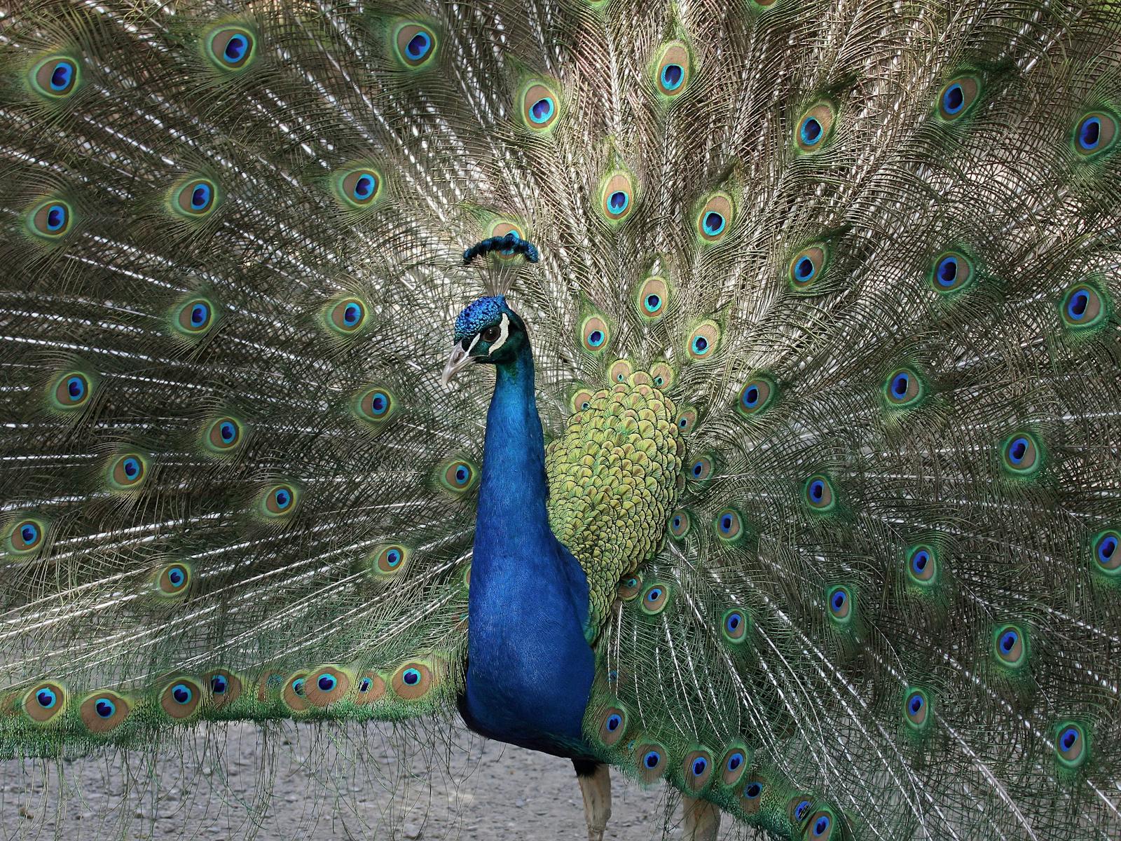 Gorge Wildlife Park