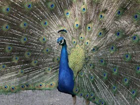 Peacock on display at Gorge Wildlife Park