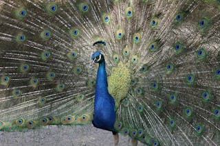 Gorge Wildlife Park