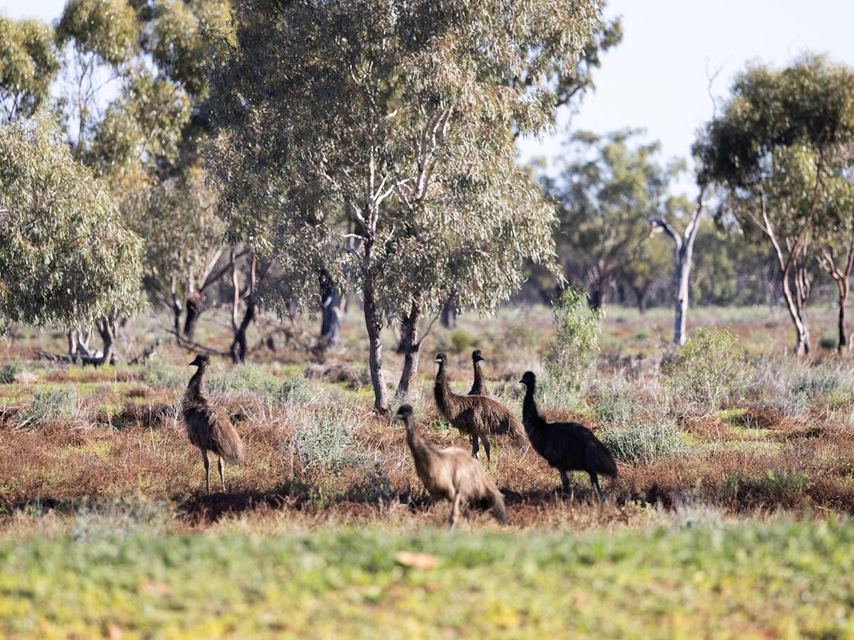Quilpie
