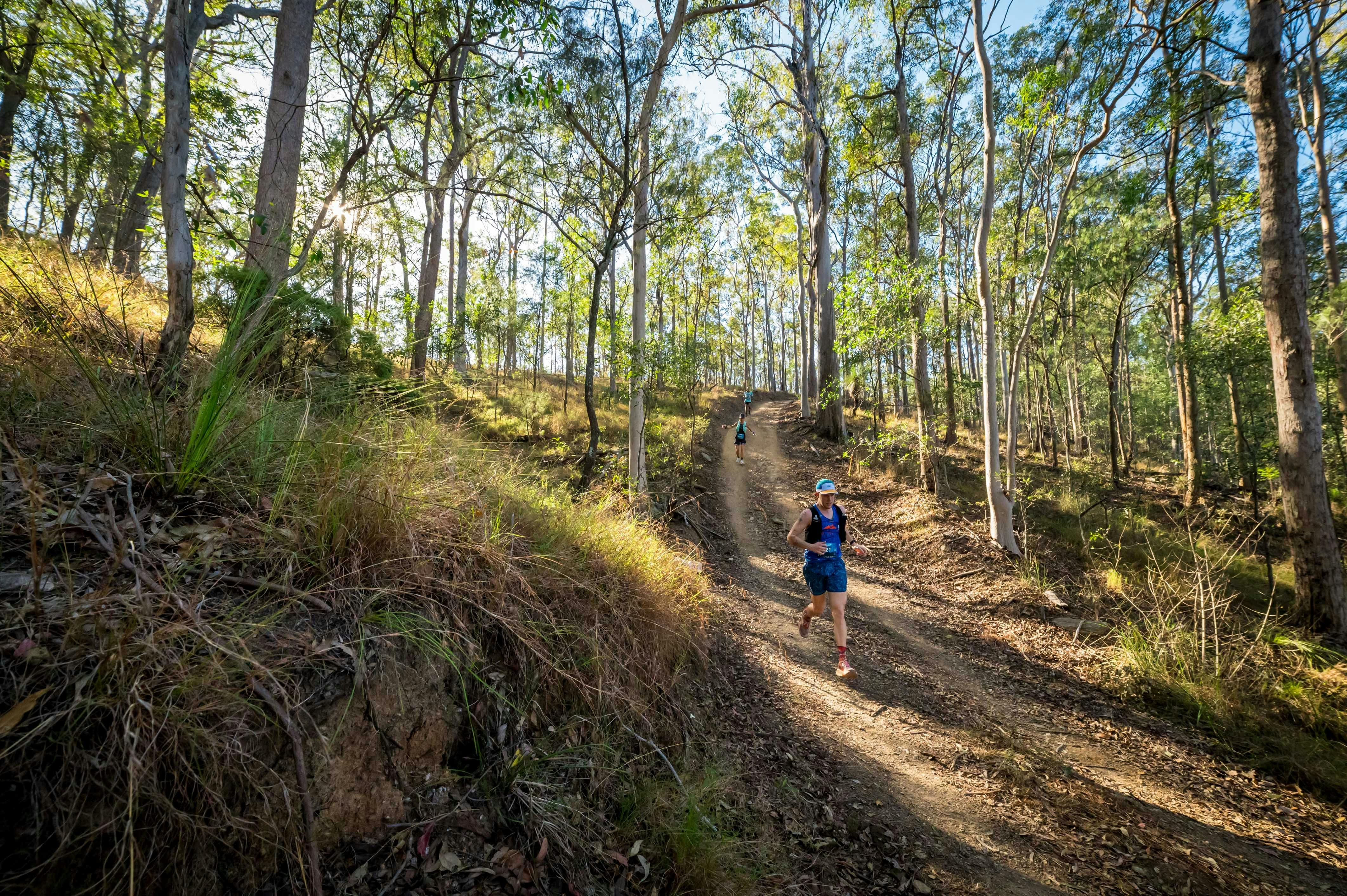 Mt Nebo Break offers challenging up and down running in beautiful forest