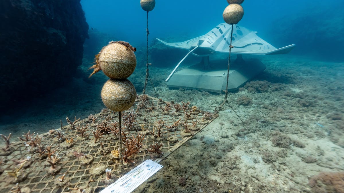 Underwater view of Manta Ray sculpture