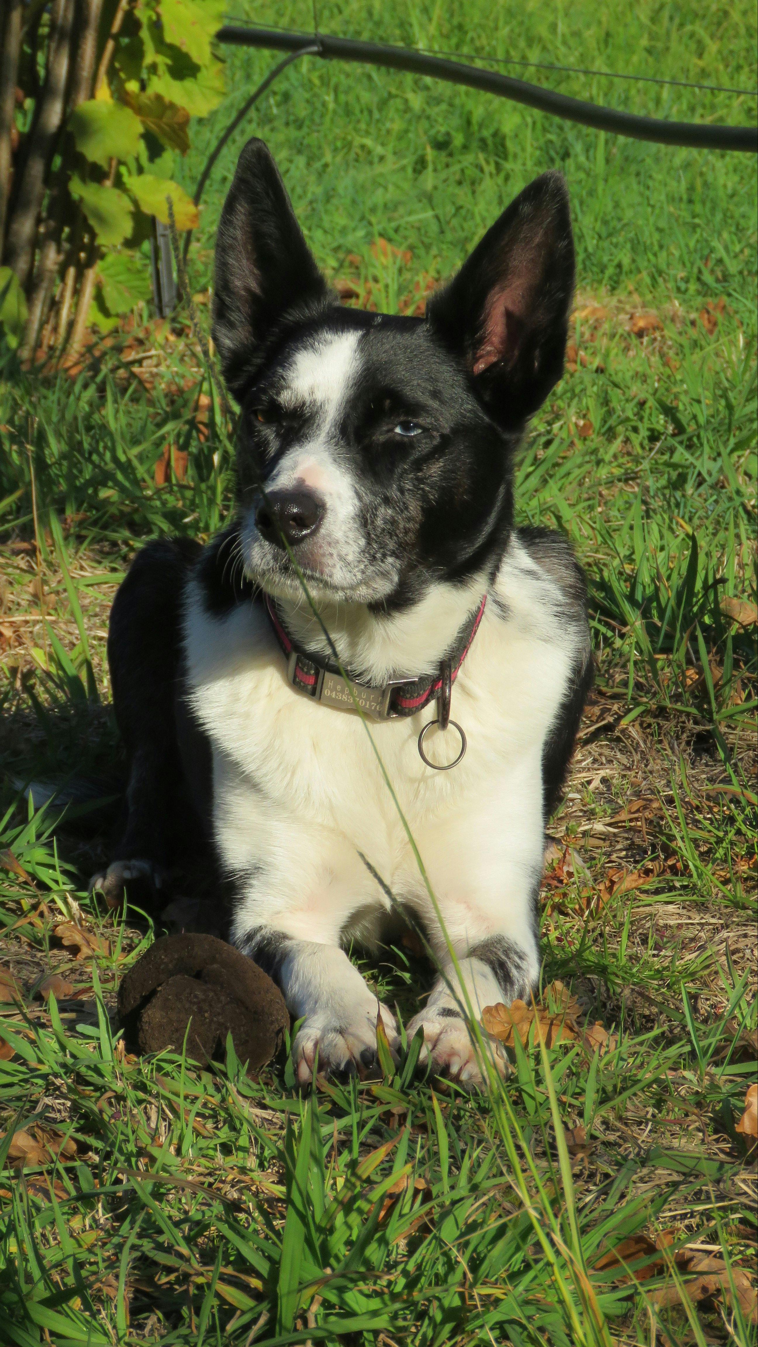 Truffle dog and truffle