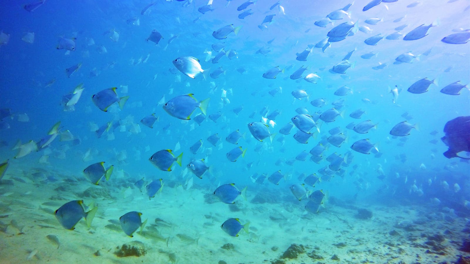 Gold Coast Fish