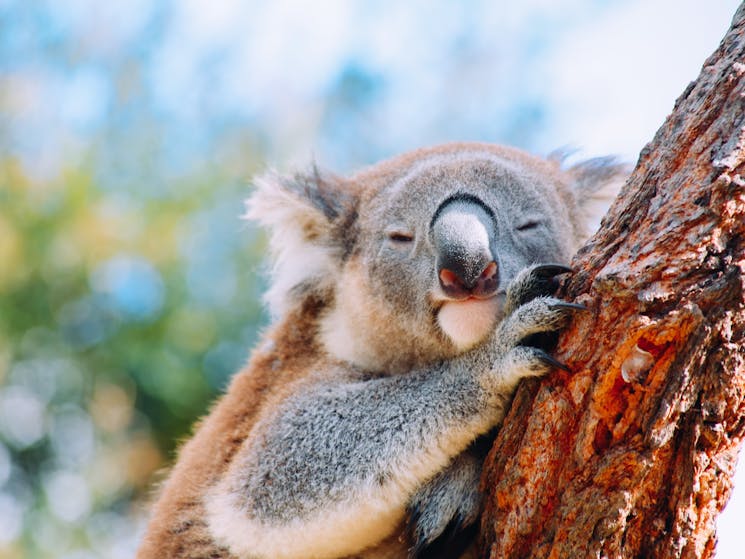 a cute koala taking a nap at the symbio wildlife park