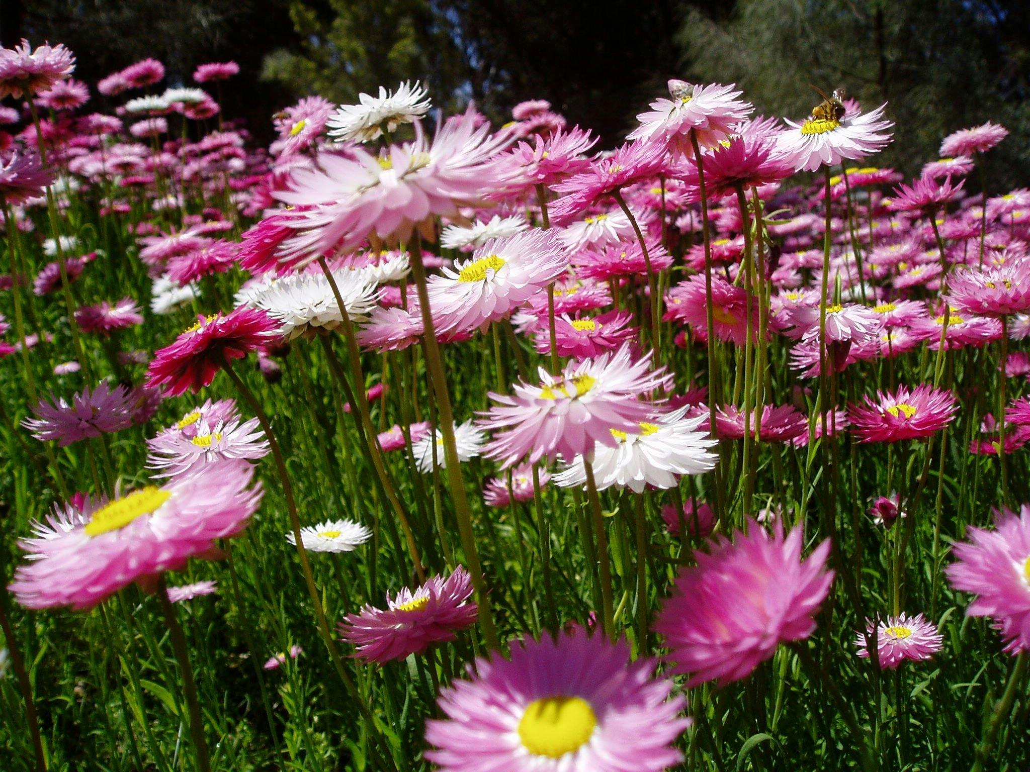 Wildflowers, Laverton Western Australia