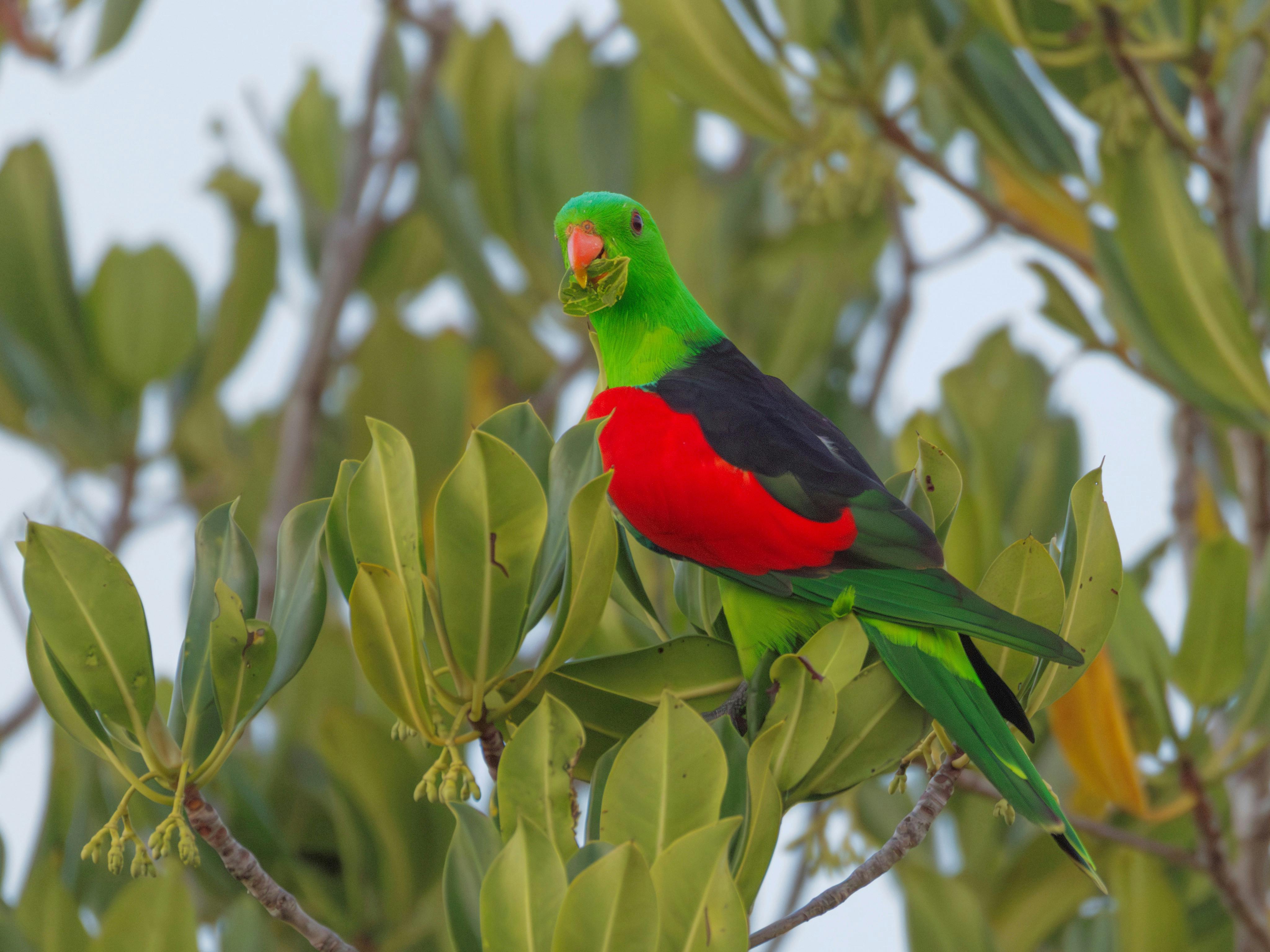 Red-winged Parrot, Aprosmictus erythropterus, at Rapid Creek, Darwin, Northern Territory