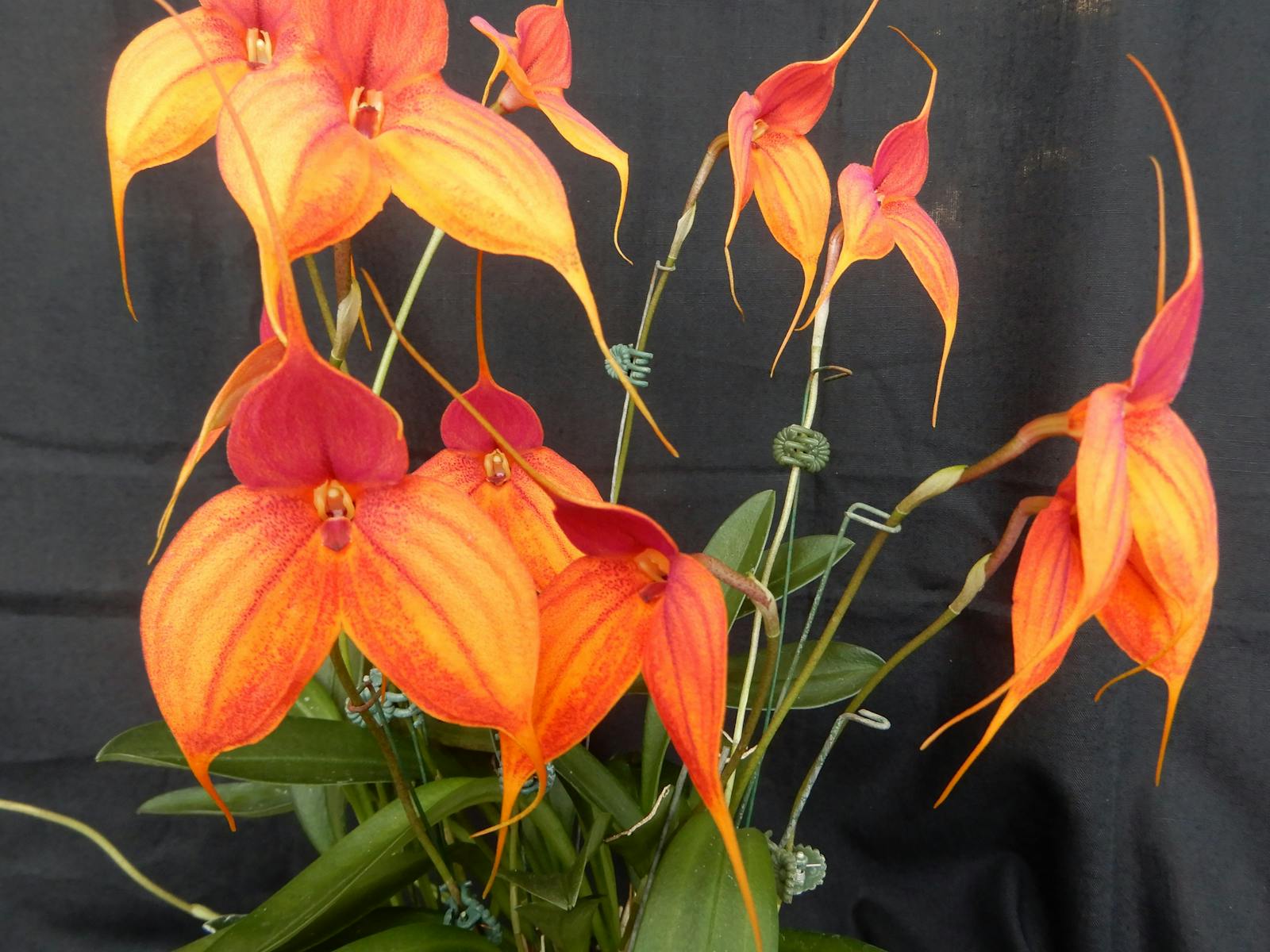 A wonderful example of a Masdevallia orchid which are not seen on our benches very often