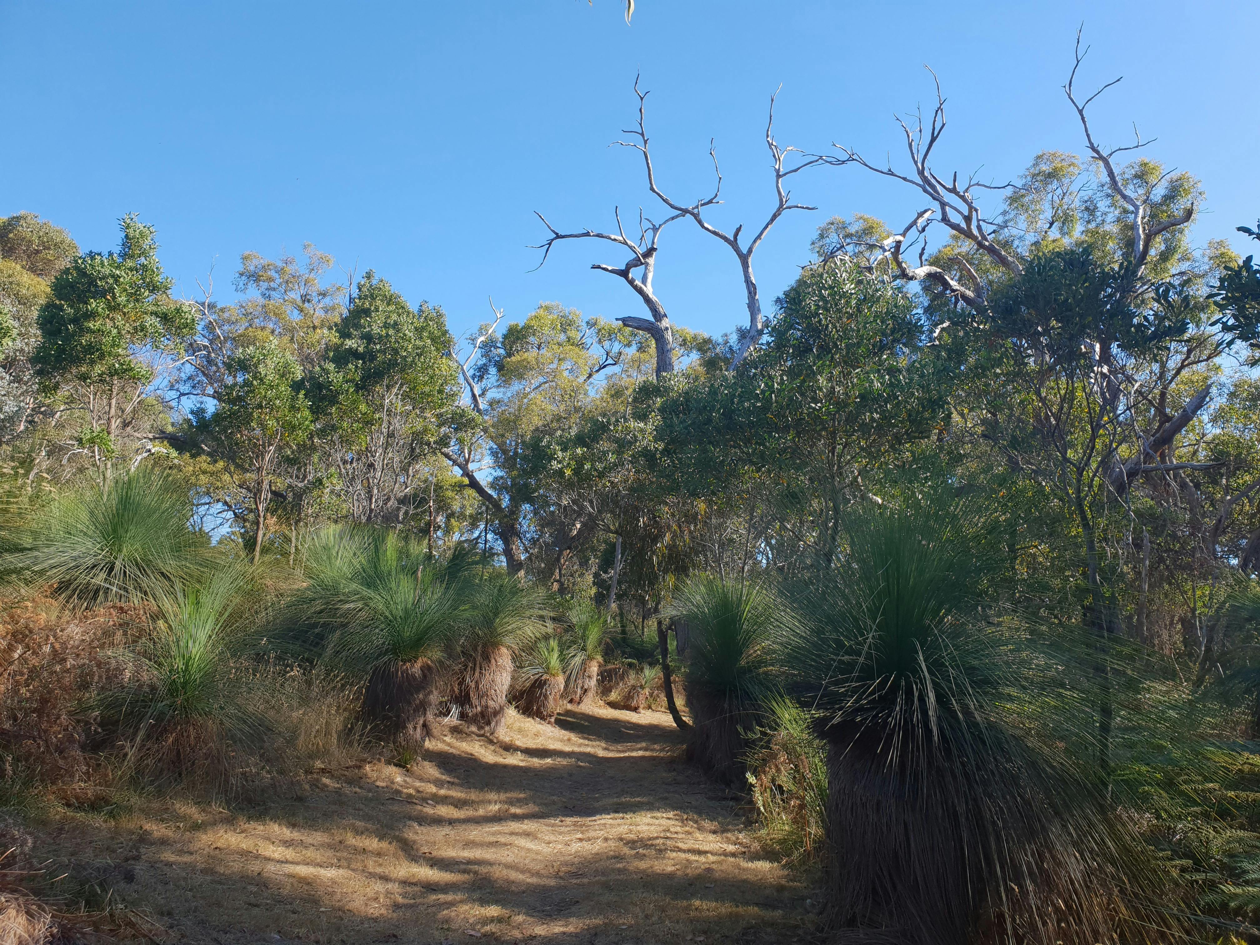 Stefanie Rennick Walk (Two Bays Walking Track) edit