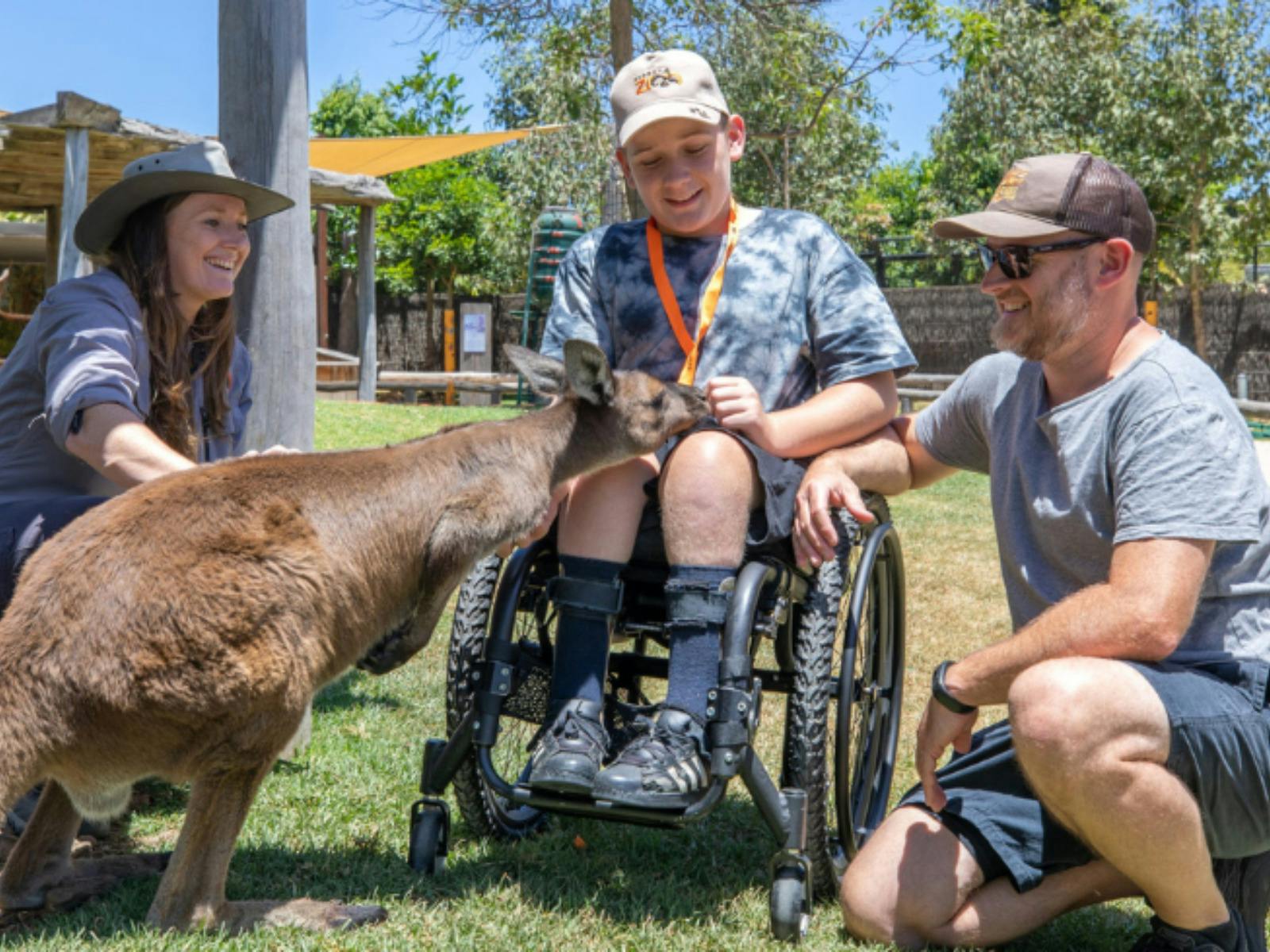 Kangaroo Close Encounter Sydney