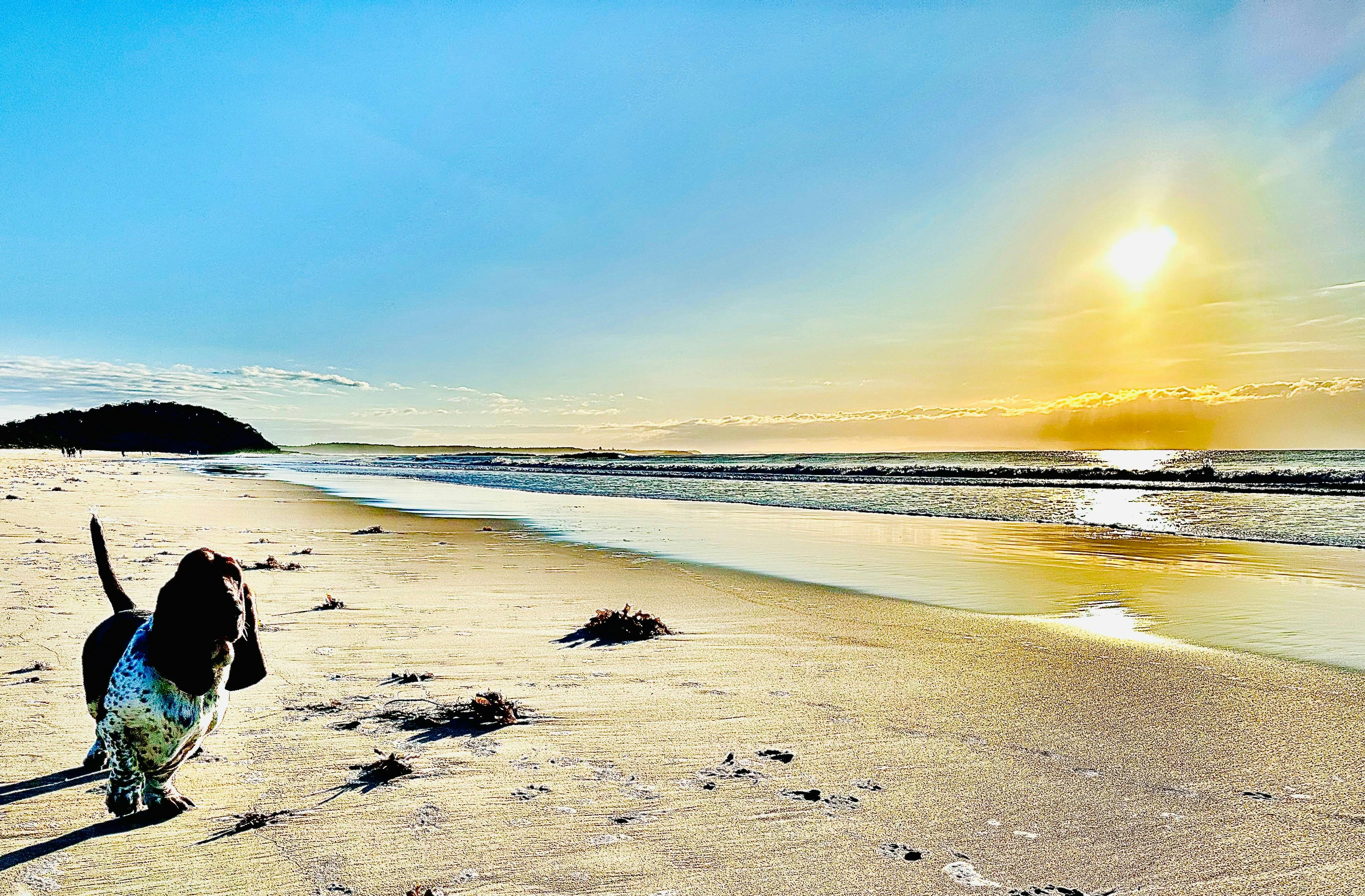 Narrawallee dog friendly