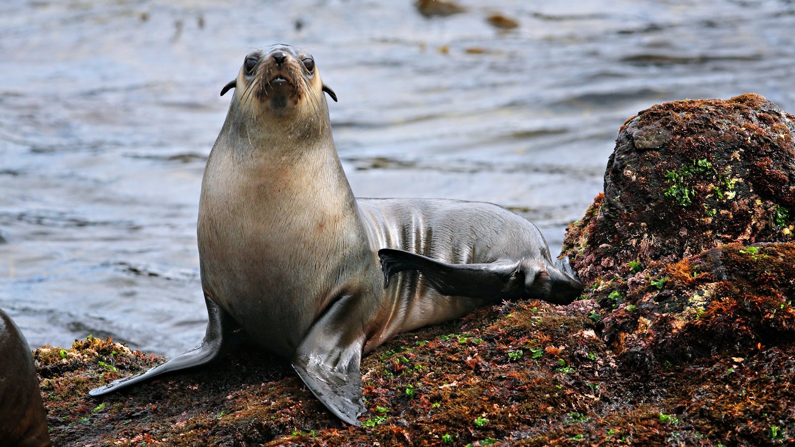 Wildlife Coast Cruises