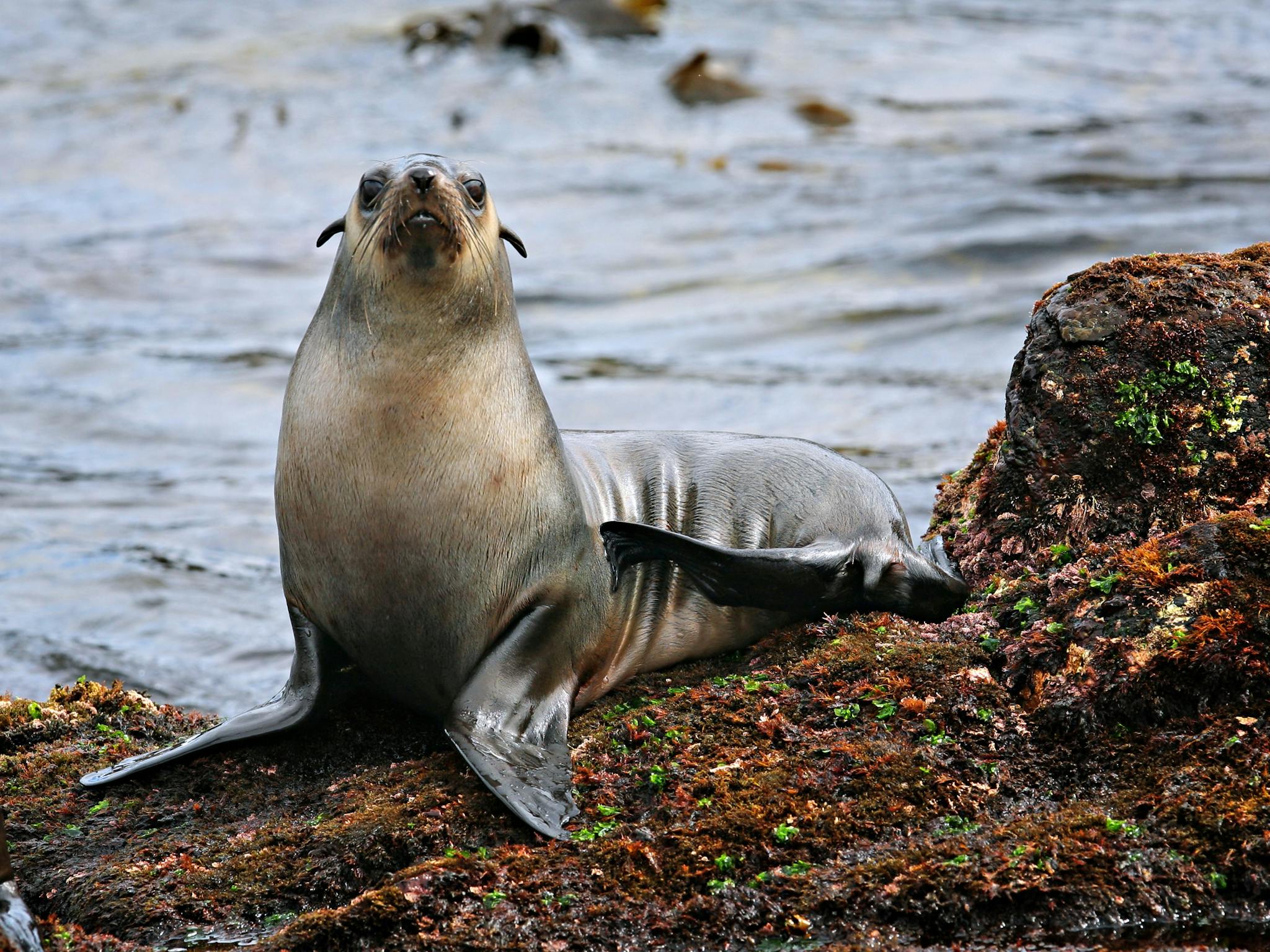 Wildlife Coast Cruises