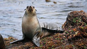 Wildlife Coast Cruises