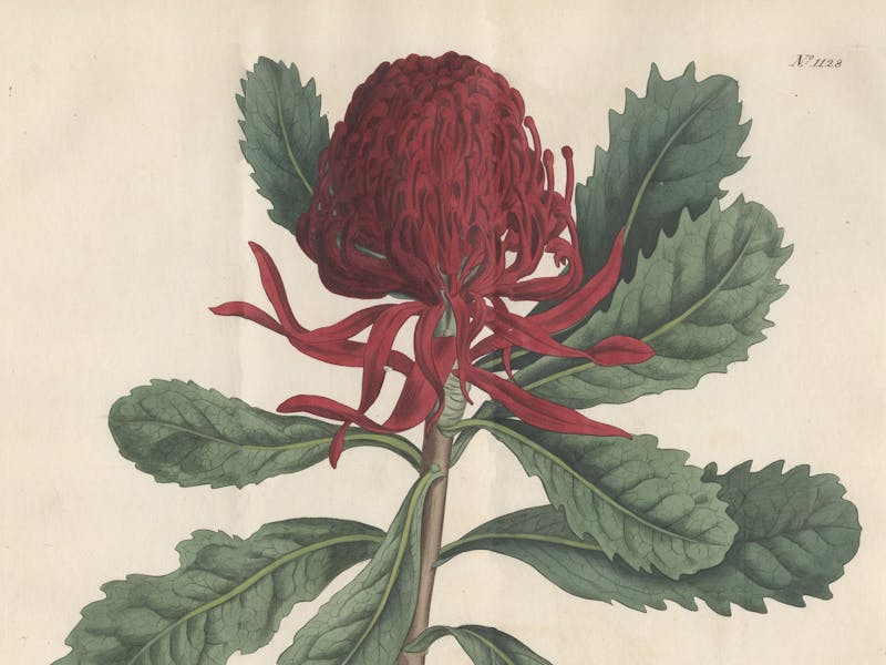 Telopea speciosissima, botanical illustration from Curtis's Botanical Magazine, 1808.