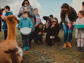 We often have baby or young alpacas that you can see and get a picture of