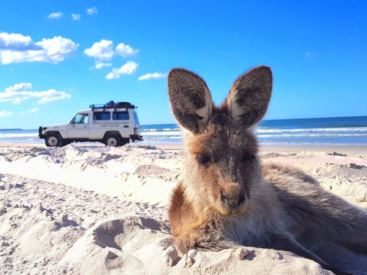 GDay Adventure Tours 4WD Bribie Island experiences with kangaroo encounter GDay Adventure Tours 4WD Bribie Island experiences with kangaroo encounter