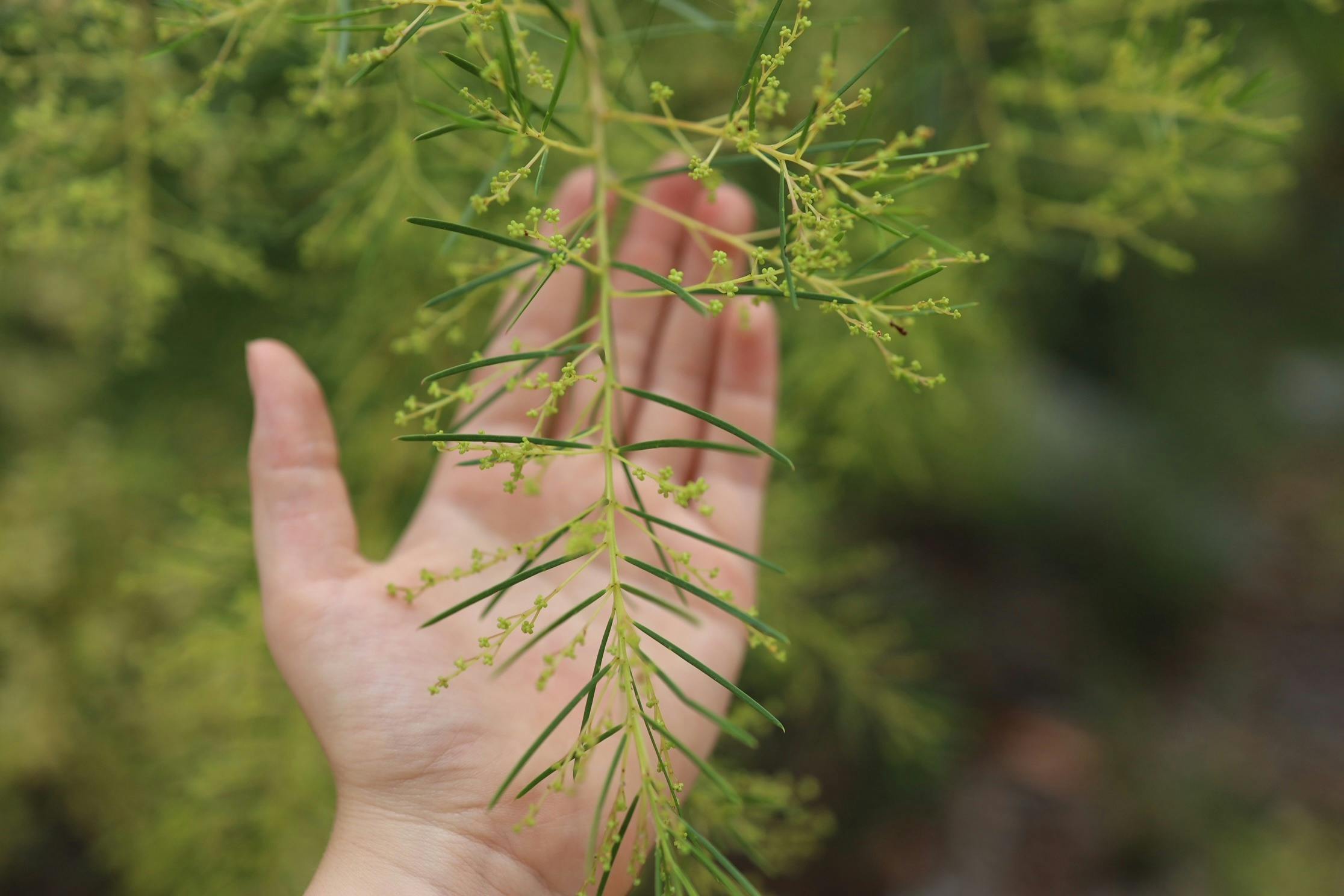 Hand and Australia Wattle flower