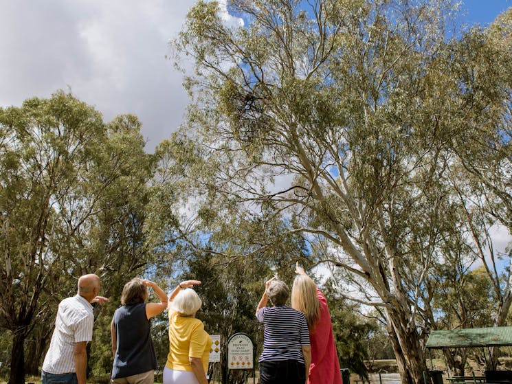 Murrumbidgee River, koala, wildlife