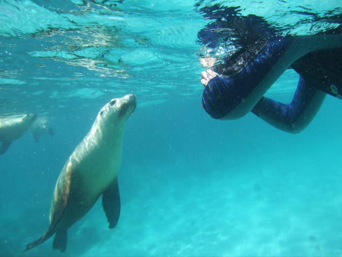 4 Day Eyre Peninsula Swim with the Great White and Sealions Tour