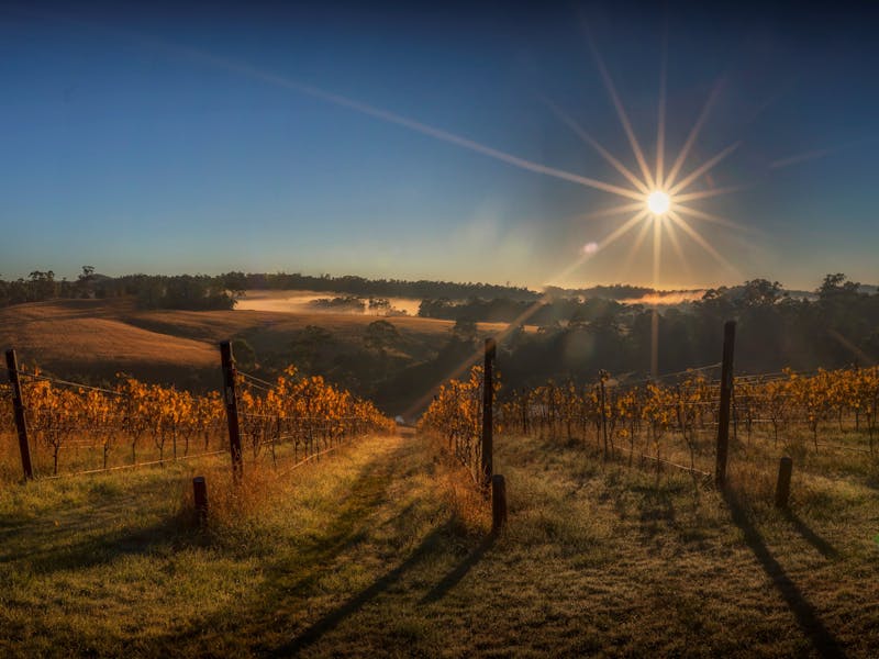autumn Sunrise over Priory Ridge Vineyard