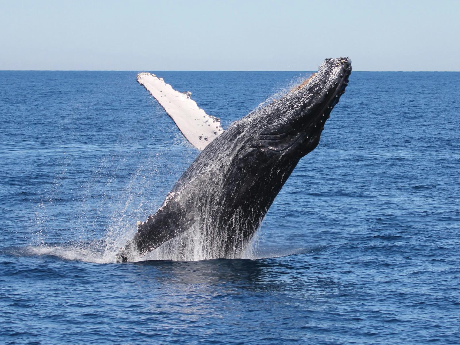 Whale Watching Cruise