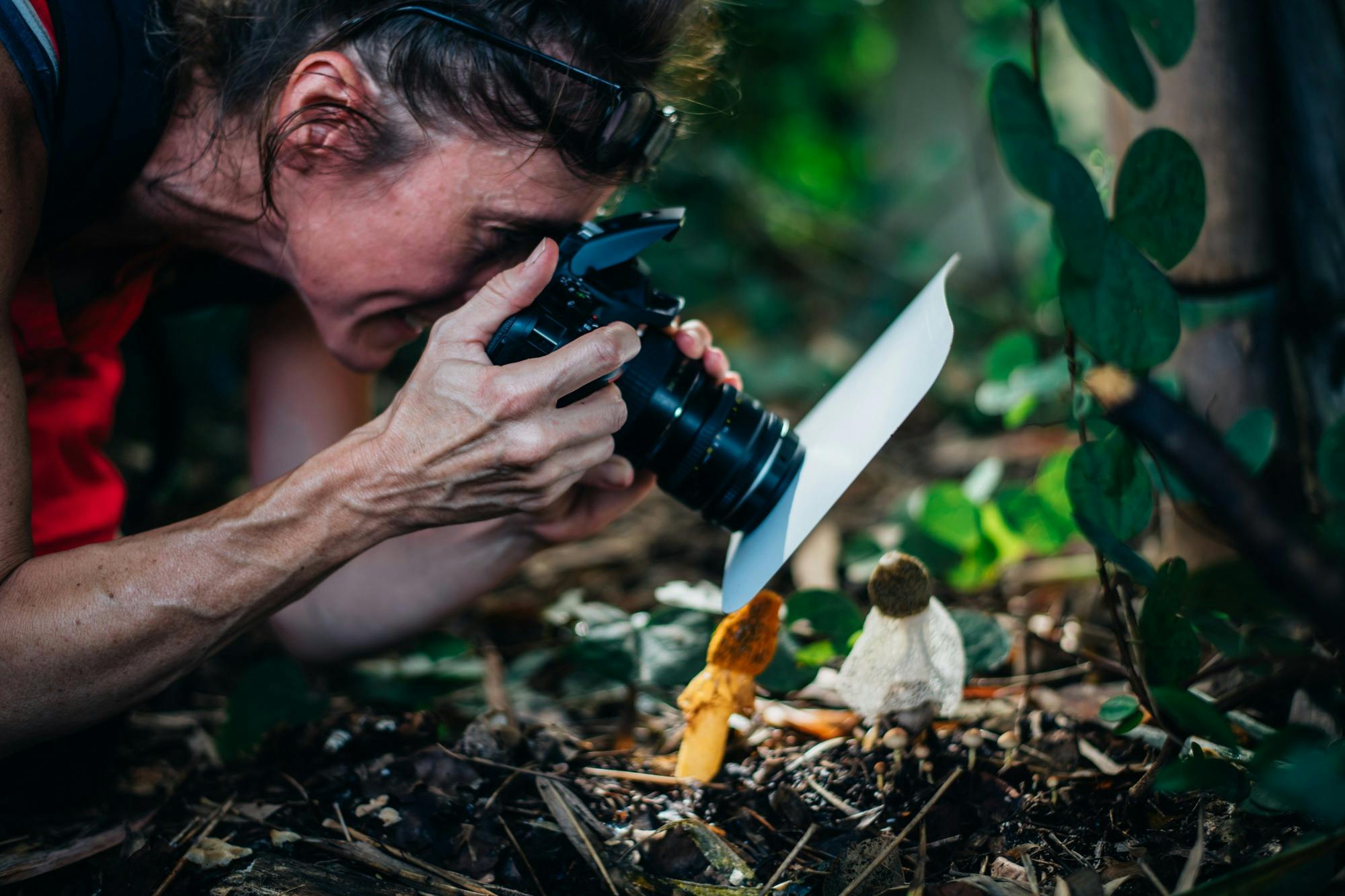 Many bright and colourful fungi to photograph