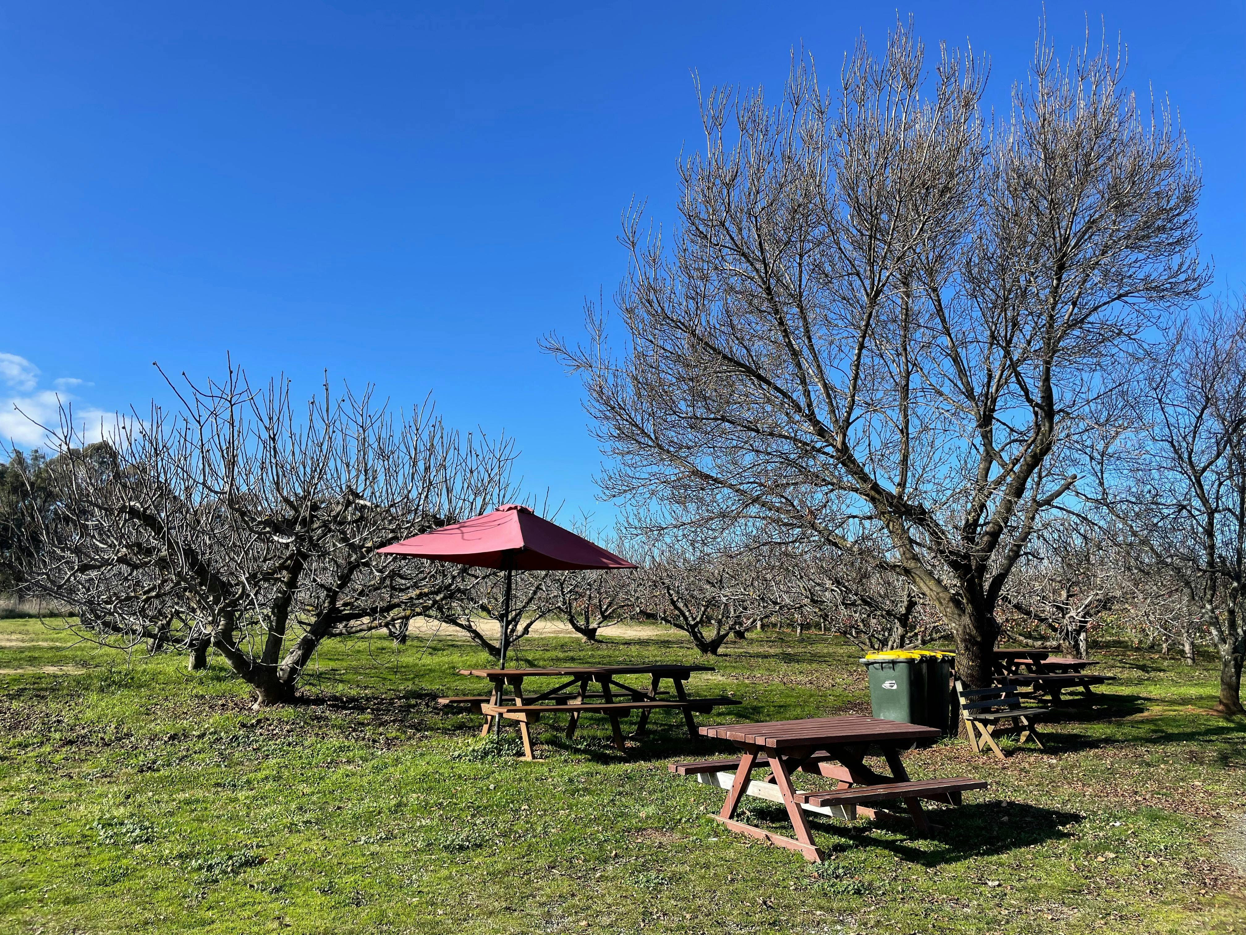 Picnic Tables in the orchard