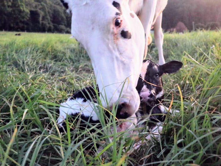 A brand new calf is born