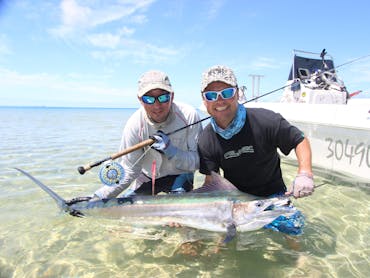 Black Marlin on Fly Black Marlin on Fly