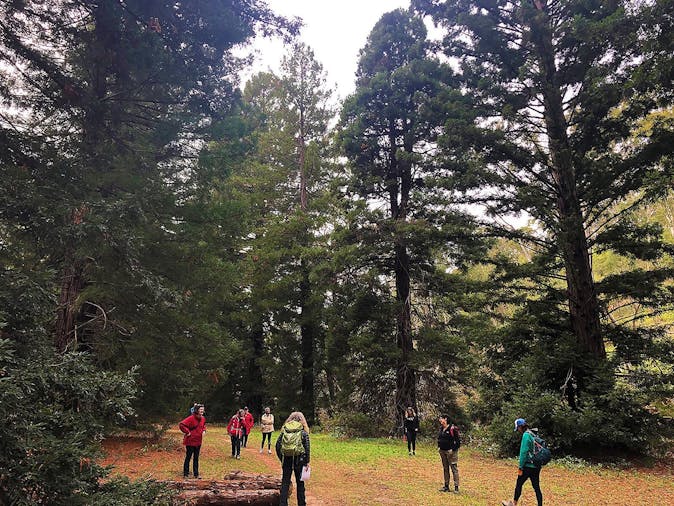 Forest Bathing in Adelaide