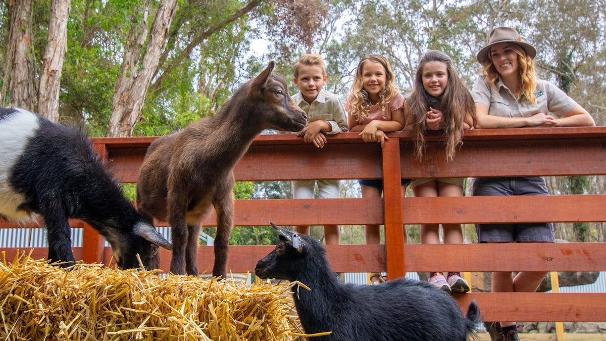 Outback Springs keeper watching baby goats with children in the farmyard experience