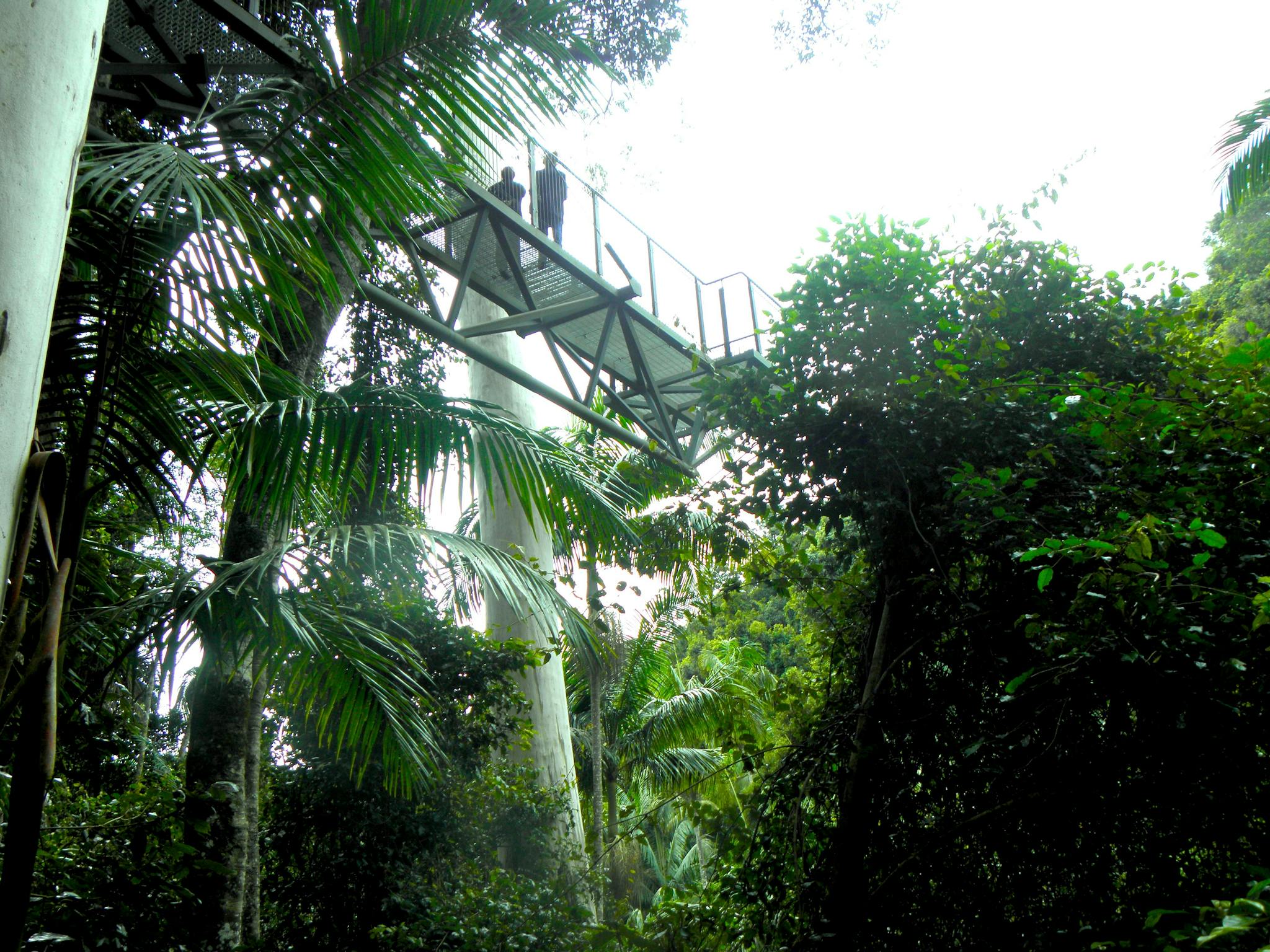Skywalk - forest canopy walk Skywalk - forest canopy walk