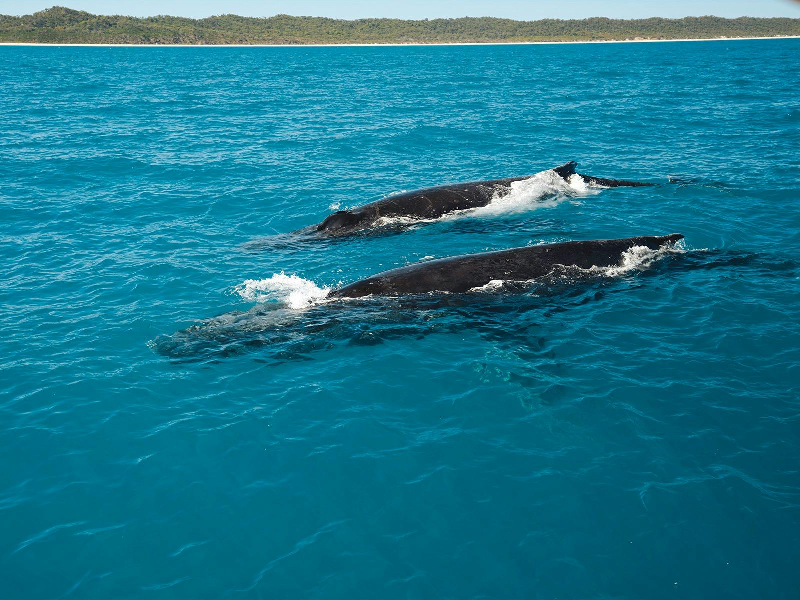 Kingfisher Bay Resort, K'gari (Fraser Island)
