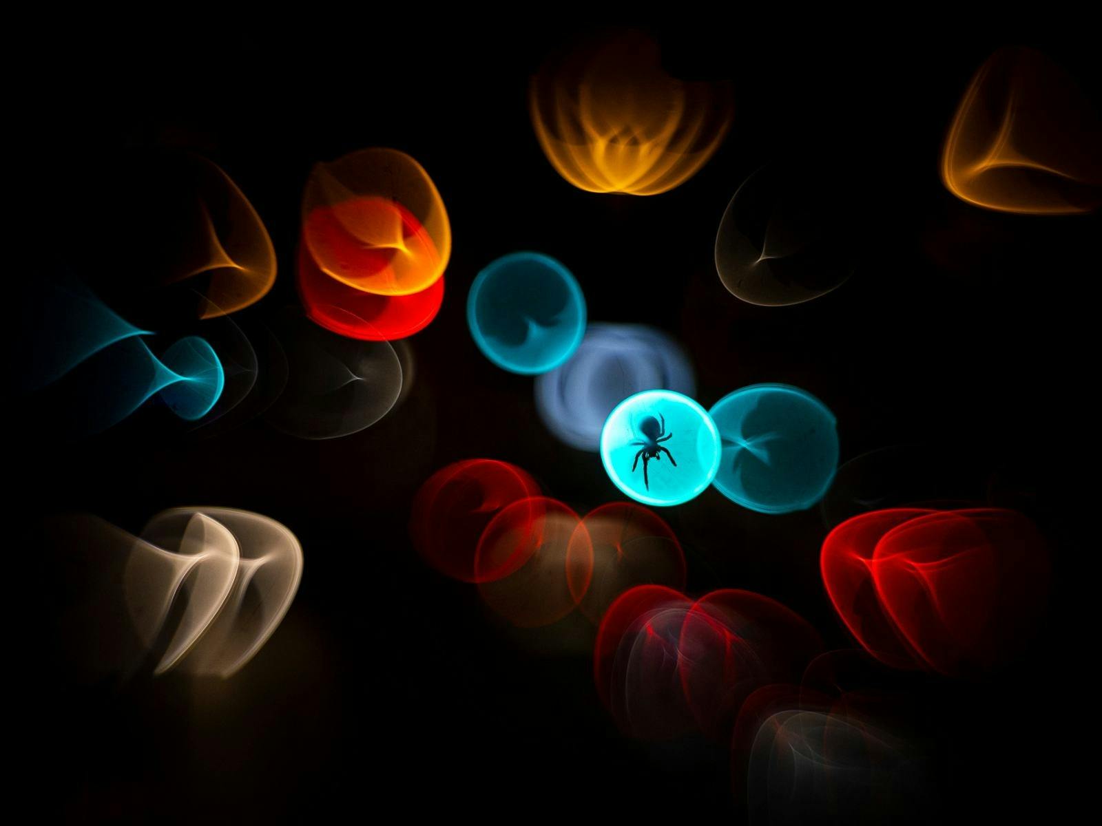 Simone Baumeister, Wildlife Photographer of the Year