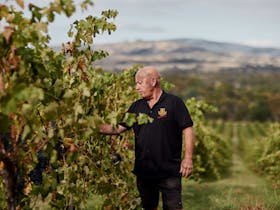 A man in black stands next to a grape vine, reaching in to touch a bunch of grapes