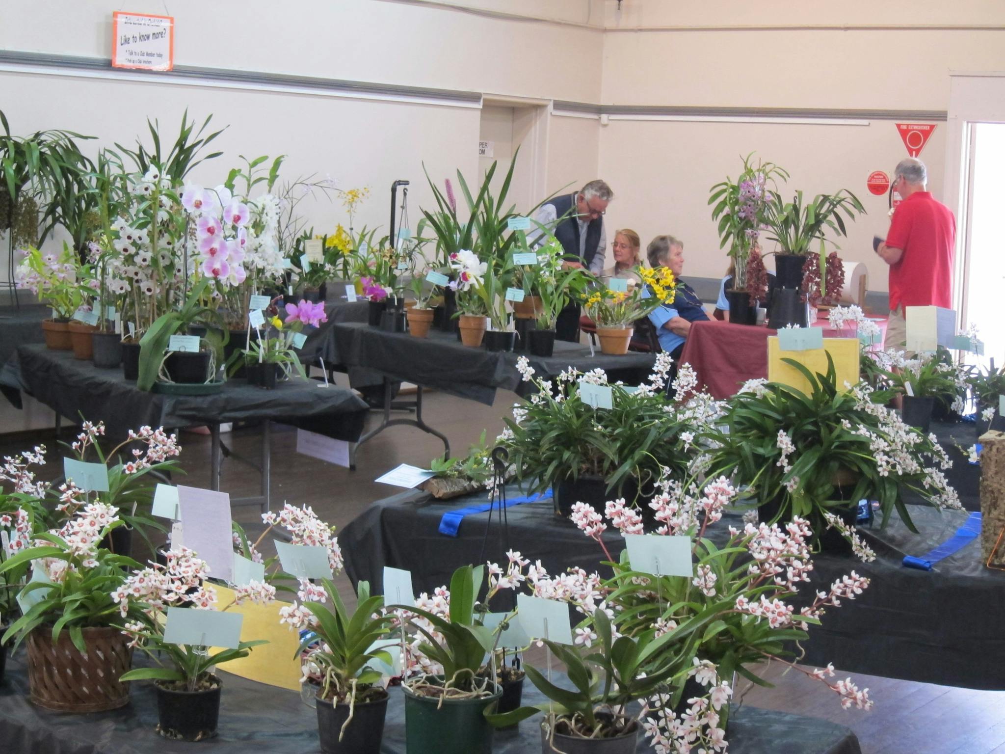 Sapphire Coast Orchid Club Summer Orchid Show Thumbnail